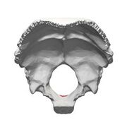 anatomia humana