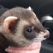 Fdsc Veterinary Nursing