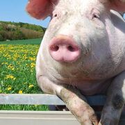 Swine Production