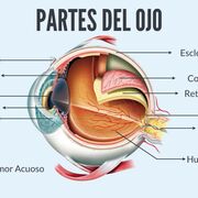 Oftalmo👁️