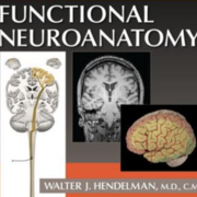 Neuroanatomy