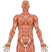 New Anatomy