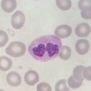 BIOL 0360