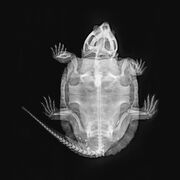 Diagnostic Imaging 205