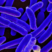 Infectiologie vétérinaire - DMV2120