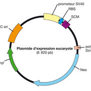Méthodes de génétique moléculaire