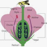 Science-Plant Reproduction