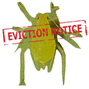 1 Bisc 317-Insect Biology