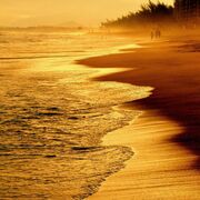 Anatomy and Physiology