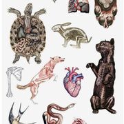 S3: Soins avancés des canins et félins