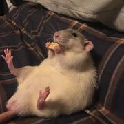 S3: Intro aux animaux de recherche