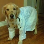 Clinical Skills 1- Companion Animals