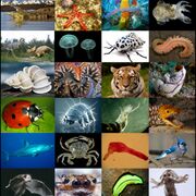BIA1601 - Diversité animale