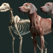 DMV1101 - Anatomie