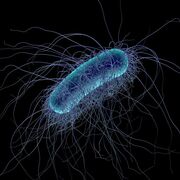 Microbiología Médica - Bacterias Gramnegativos