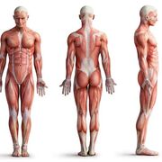 Anatomia
