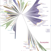 Évolution et adaptations microbiennes
