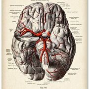 Medical Neuroscience and Neuro-anatomy