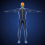 MED-1216 - Neuro - Examen 1 (Maude-Sophie Meriaux)