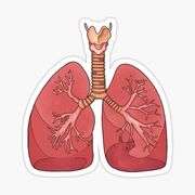 Internal Medicine - Respiratory