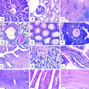 DMV1101 - Histologie