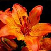 English YR 11 (all Proper Quotations From Books)