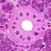 MDSC1103 - Embryology and Histology
