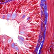 DMV1101 - Histologie