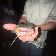 Intro To Developmental Genetics