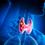 Ciclo Básico - Endocrinologia