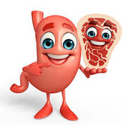 1.7 GASTRO C