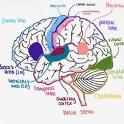 Psychology P2 Biopsychology