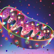 Comp.3- Immunology And Disease