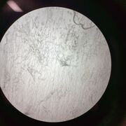 Biology A Level