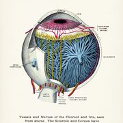 Ophthalmology