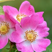 Biology Gr11 (YRDSB)