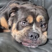 LAW: Crime - General Defences