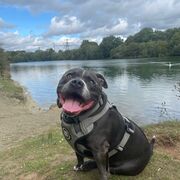 Breeding And Genetics