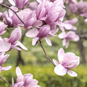 PLS 353 Landscape Plants #1