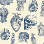 PHYSIO S1 🧠🫀🫘