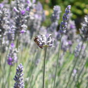 Integrated Chinese Traditional Flashcards