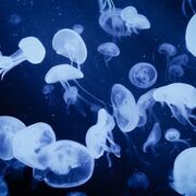 GR. 10 Civics - Mr. Paterna