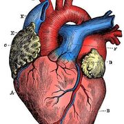 Puntos SeleCTOs - Cardiología