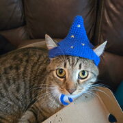 Junior Year (practice/study)