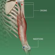 KIN 345 - Functional Anatomy & Corrective Exercise