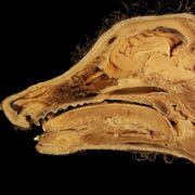 Veterinary Medical Terminology