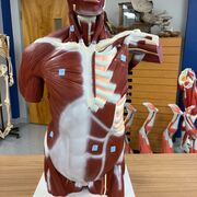 Bio Anatomie Et Physiologie