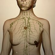 Lymphatic