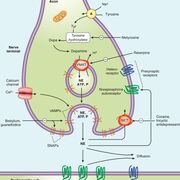 Pharmacology