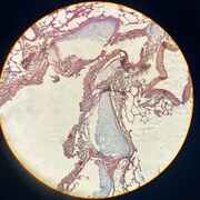 Histologia 2do Parcial